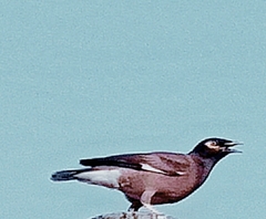 Acridotheres tristis