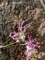 Lomaspilis marginata