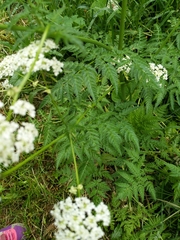 Anthriscus sylvestris