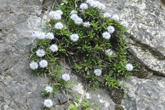 Globularia repens