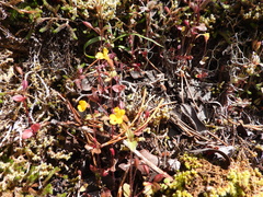 Erythranthe alsinoides