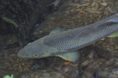 Salmo marmoratus