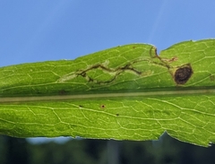 Pterygota