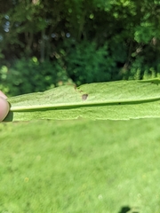 Pterygota