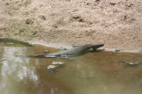 Varanus niloticus