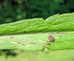 Pterygota