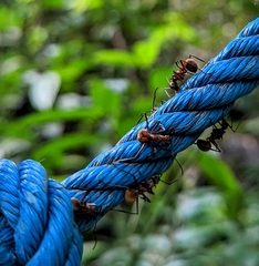 Polyrhachis bihamata