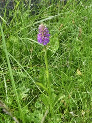 Dactylorhiza majalis baltica