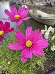 Cosmos bipinnatus