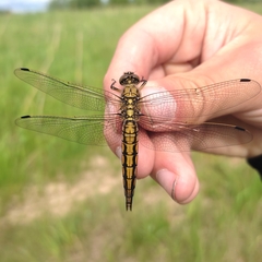Orthetrum cancellatum
