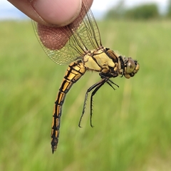 Orthetrum cancellatum