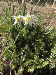 Gagea serotina