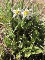 Gagea serotina