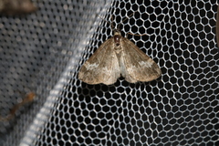 Perizoma alchemillata