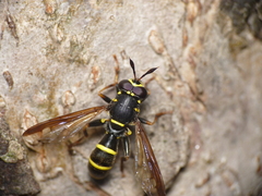 Sphiximorpha subsessilis