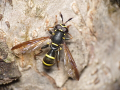 Sphiximorpha subsessilis