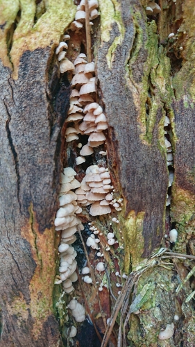 Marasmiellus affixus image