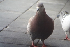 Columba livia domestica