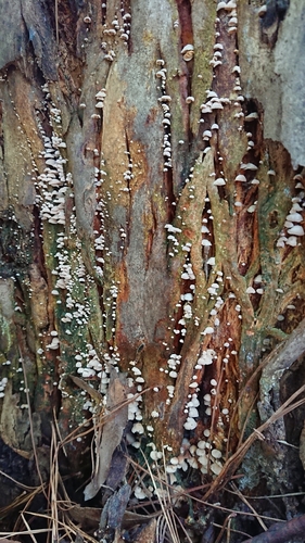 Marasmiellus affixus image
