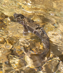 Salmo trutta fario