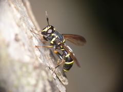 Sphiximorpha subsessilis