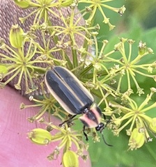 Pyractomena angulata