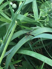 Ichneumon suspiciosus