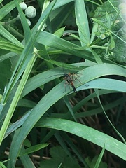 Ichneumon suspiciosus