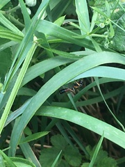 Ichneumon suspiciosus