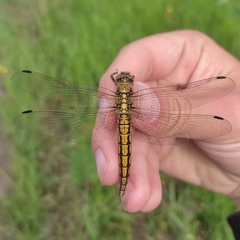 Orthetrum cancellatum