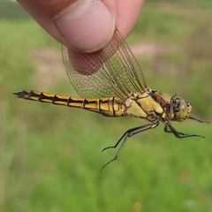 Orthetrum cancellatum