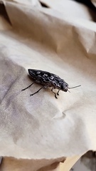 Chalcophora virginiensis