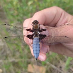 Libellula depressa