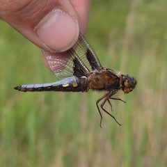 Libellula depressa