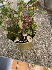 Leucocoprinus ianthinus