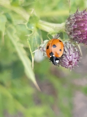 Coccinella septempunctata
