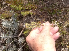 Phylica parviflora