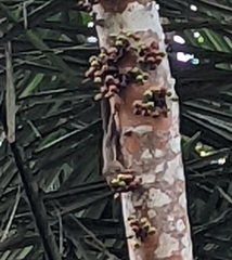 Callosciurus notatus