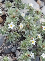 Euploca confertifolia
