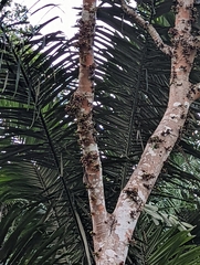 Callosciurus notatus