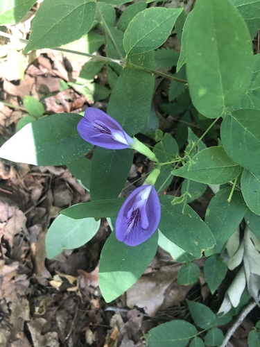 Atlantic pigeonwings (Clitoria mariana)