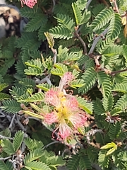 Calliandra conferta