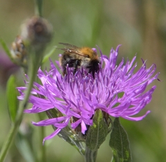 Bombus pascuorum