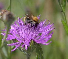Bombus pascuorum
