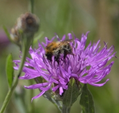 Bombus pascuorum