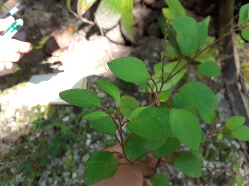 Lagrezia oligomeroides observed 2022-06-20