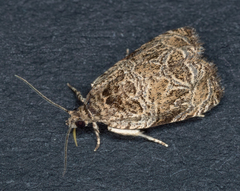 Olethreutes furfuranum