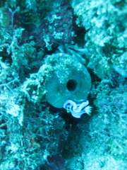 Chromodoris alcalai
