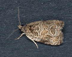 Olethreutes furfuranum