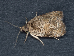 Olethreutes furfuranum